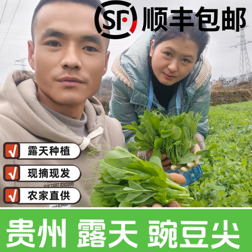 贵州新鲜豌豆尖现摘现发农家自种豌豆尖新鲜蔬菜豌豆尖当季时令