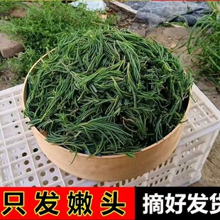 【现货】速冻新鲜黄须菜碱蓬菜海英菜焯水处理碱蒿子盐蒿黄茎菜