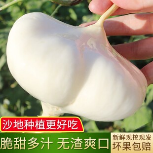 2025年新凉薯新鲜现挖白地瓜湖北沙葛土番薯瓜地萝卜农家特产包邮