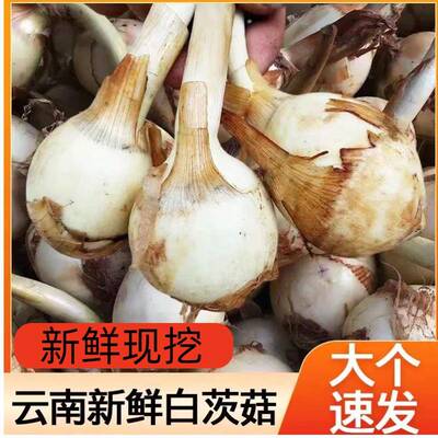 新鲜茨菇云南农家野地慈姑大白