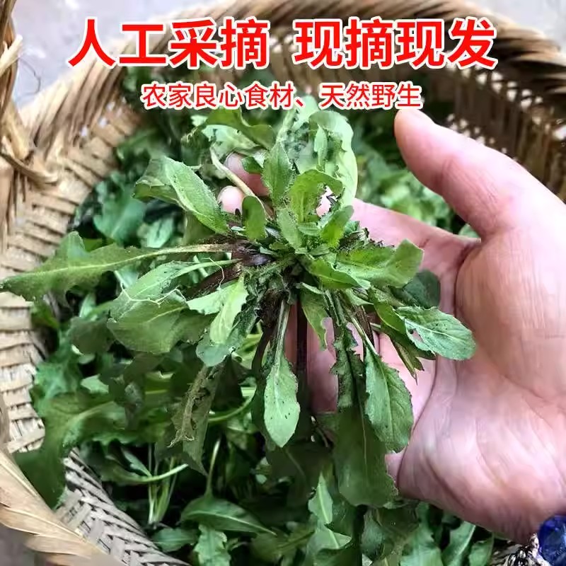 新鲜荠菜野菜大叶荠荠菜