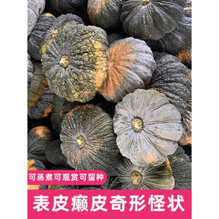板栗味南瓜 栗面癞皮疙瘩丑南瓜农家新鲜蔬菜
