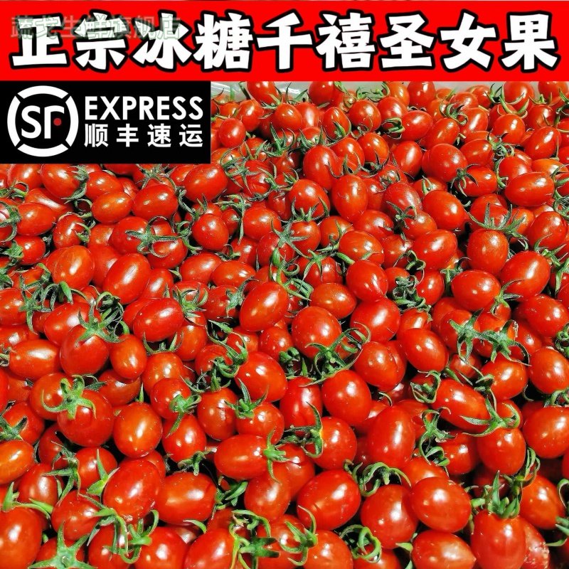 正宗山东千禧圣女果超甜樱桃小番茄当季孕妇水果新鲜西红柿子蔬菜
