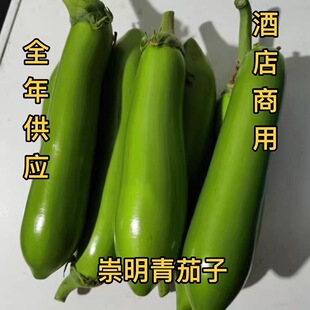 新鲜海门正宗青茄子绿皮崇明长茄子绿茄子蔬菜现摘包邮酒店商用