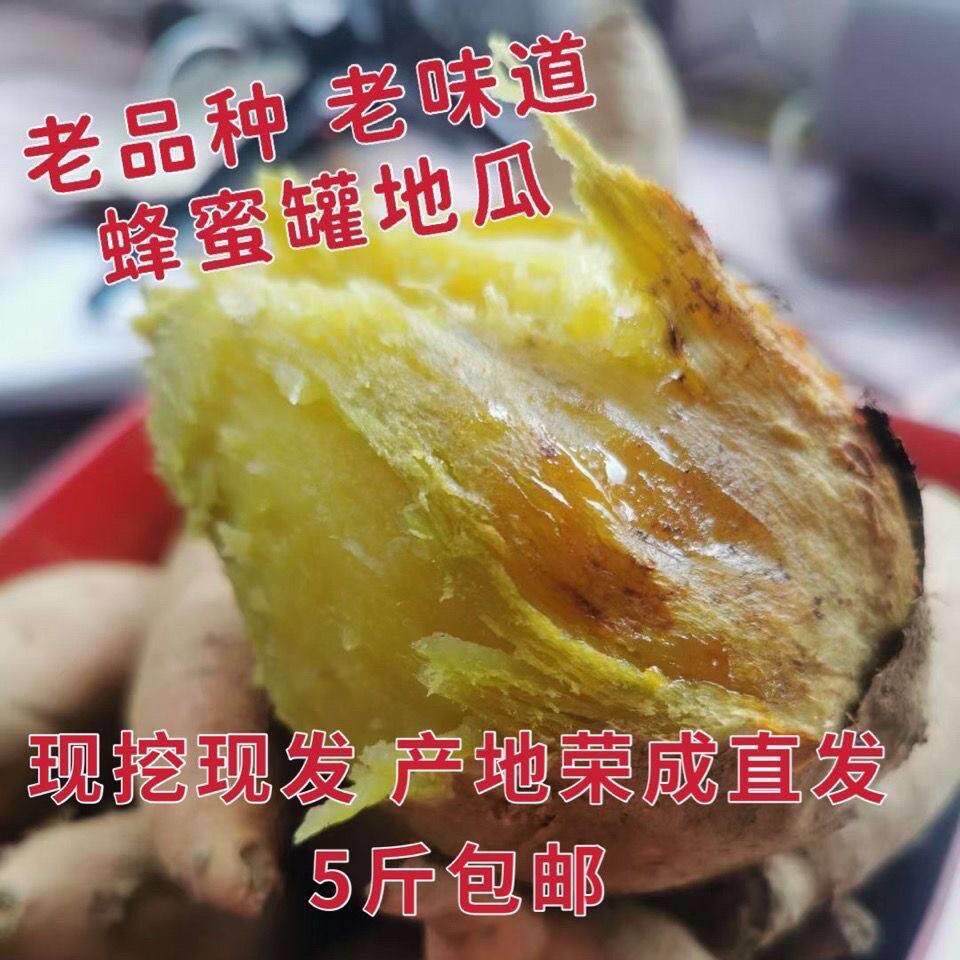 山东荣成特产蜂蜜罐地瓜当季新鲜红薯甜糯烤地瓜现挖现发老式黄皮