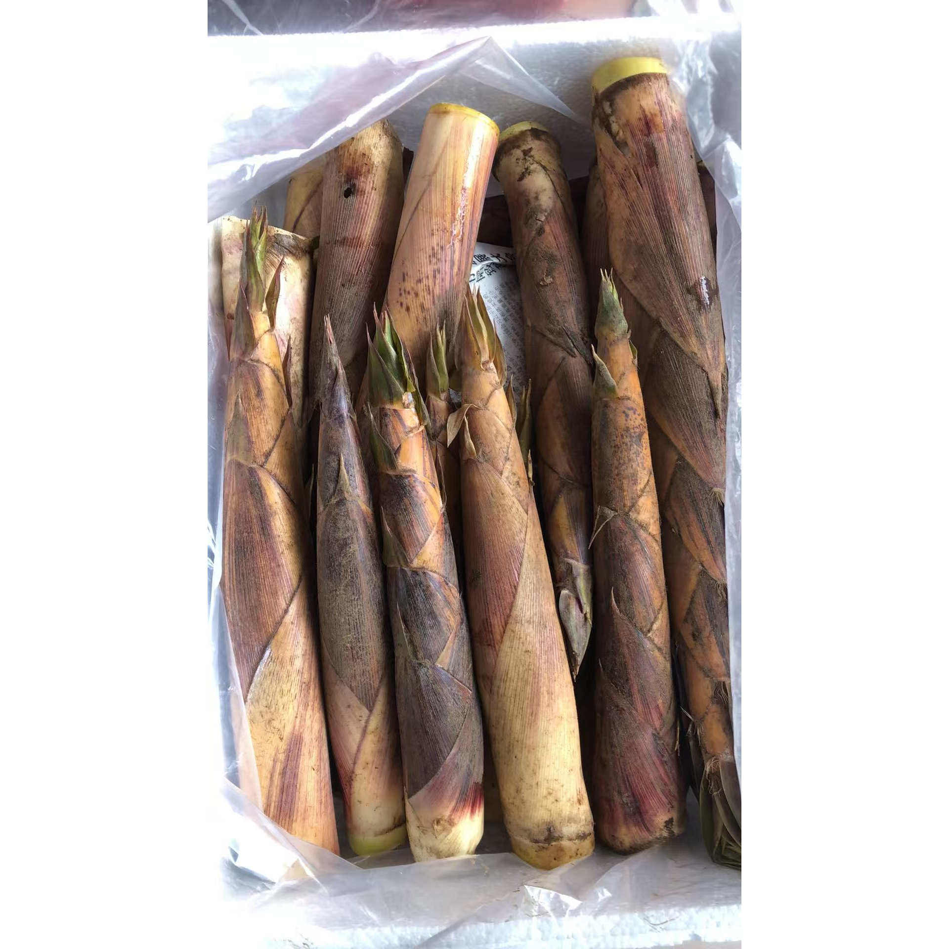 新鲜苦竹笋现挖现发苦笋甜竹笋带壳春笋甜苦笋3斤5斤8斤产自广西