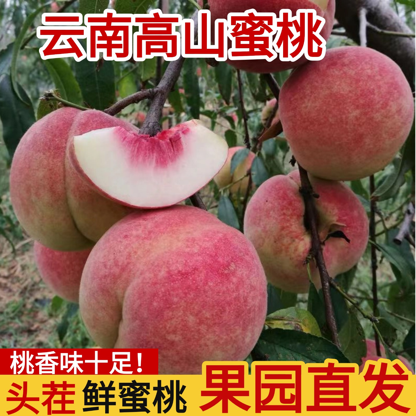 云南大理金秋蜜桃5/9斤脆甜毛桃子现摘高山鲜桃脆甜孕妇水果整箱