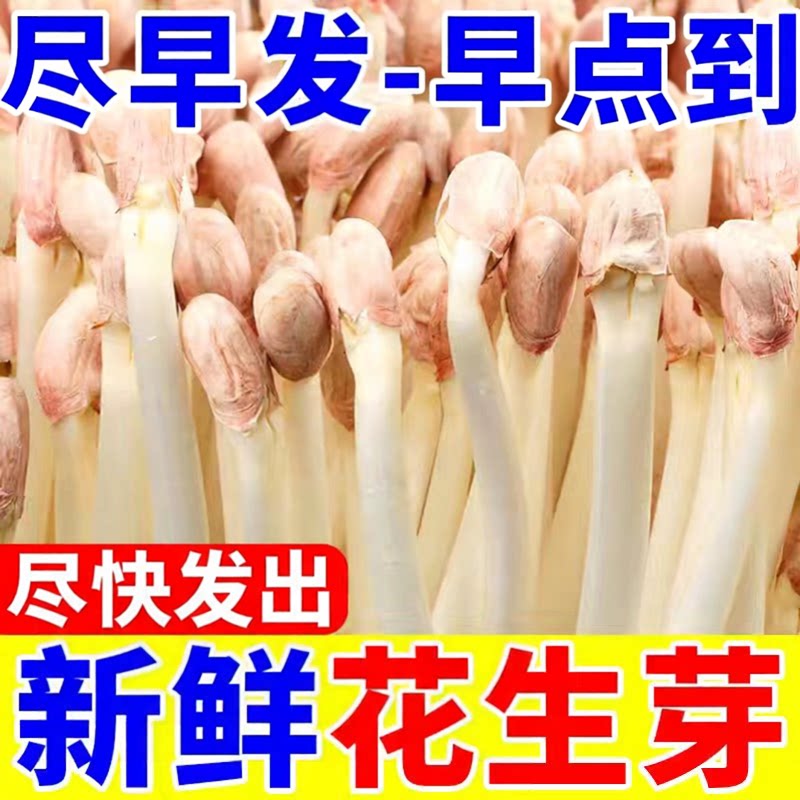 花生芽新鲜花生豆芽菜花生苗芽菜