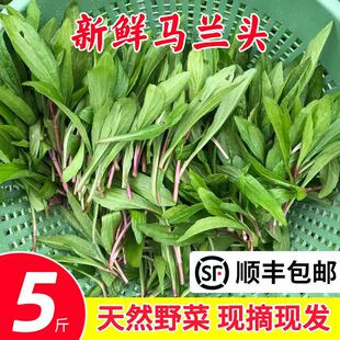 新鲜马兰头野菜顺丰包邮野生红杆当季蔬菜马兰头菜江苏时令马兰菜