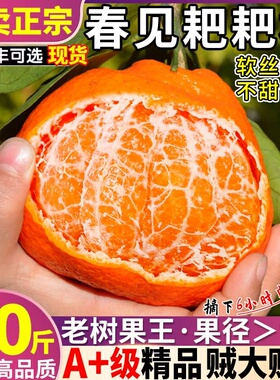 春见耙耙粑粑杷杷柑新鲜水果丑桔子丑柑橘子产区四川浦江当季包邮