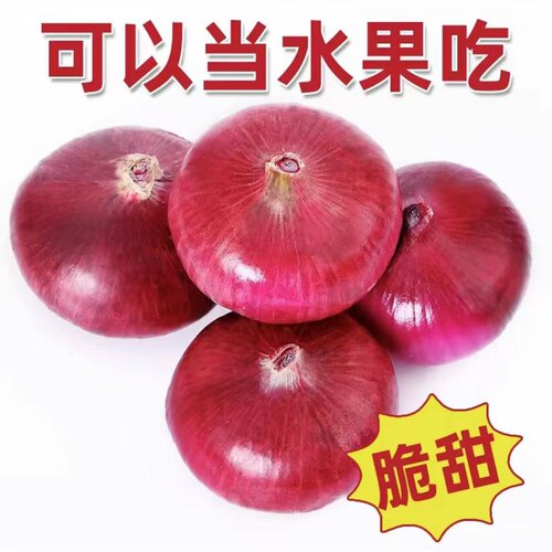 紫皮水果洋葱10新鲜小洋葱甜味生吃蔬菜微辣微甜红皮大圆葱头