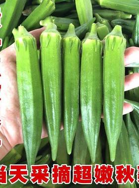 现货【当天现摘】秋葵新鲜5斤现摘现发鲜嫩水果蔬菜黄秋当季特级1