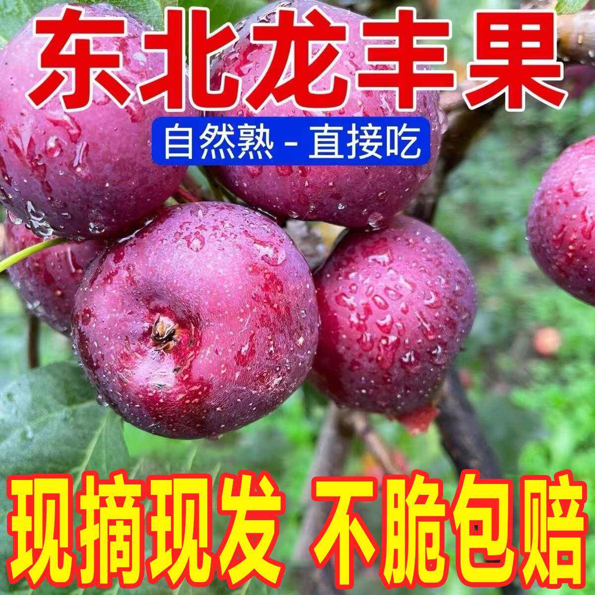 东北特产龙丰果大秋果小苹果当季新鲜水果海棠果沙果整箱5斤包邮图片