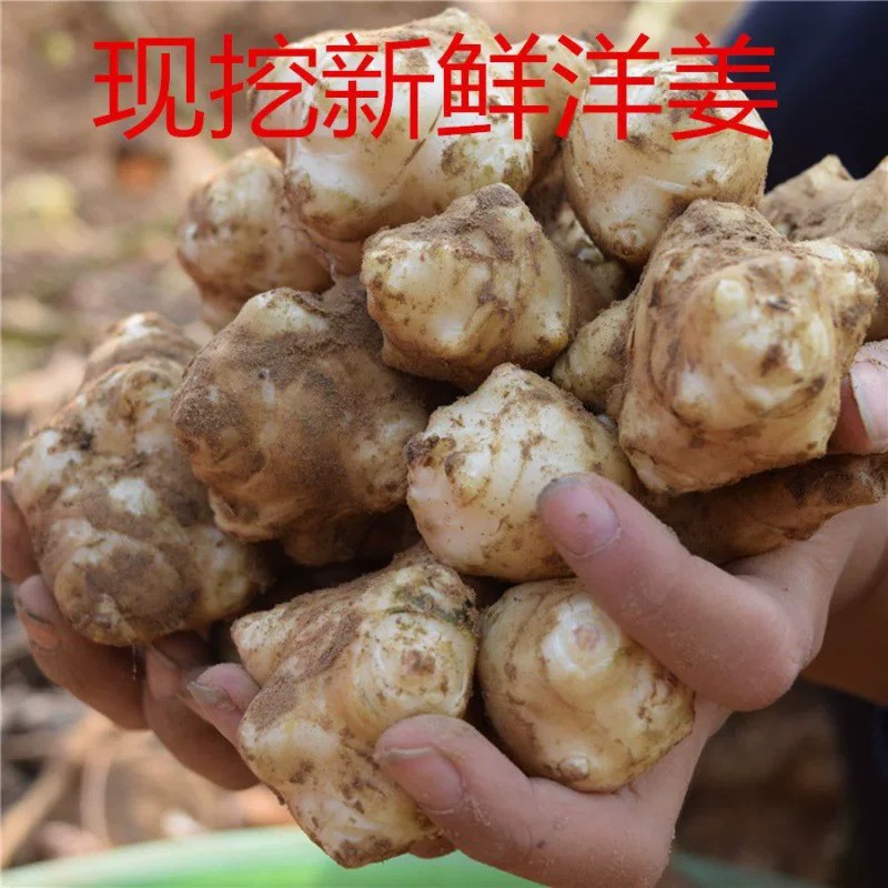 洋姜新鲜现挖的姜鬼子姜阳姜泡菜