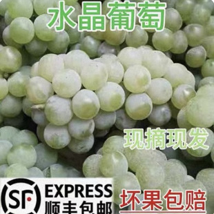 顺丰玫瑰香葡萄产地大泽山新鲜水果高糖度爆汁孕妇小孩爱心水果