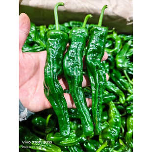 山东枣庄薄皮辣椒新鲜蔬菜现摘本地小皱皮炒肉青红辣椒螺丝椒特辣