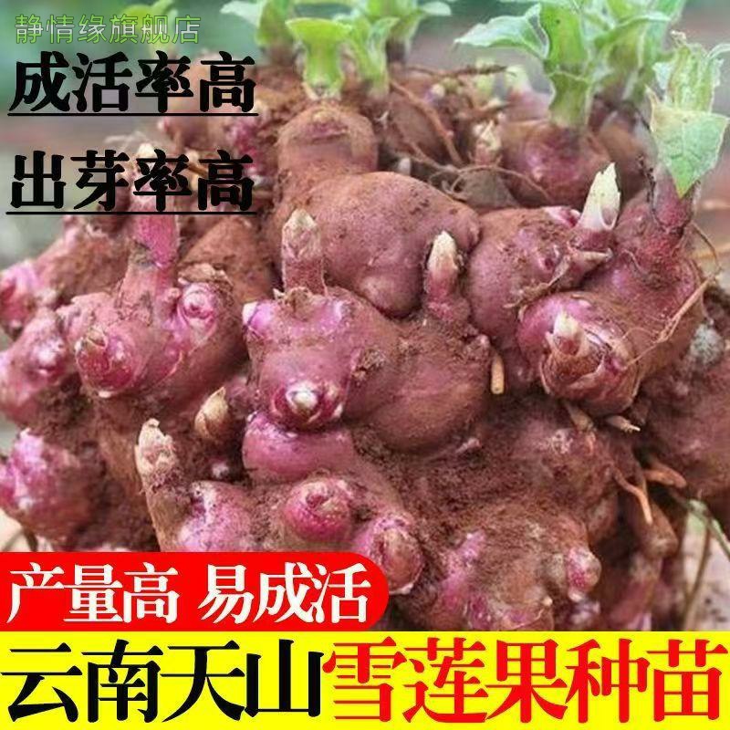 云南天山雪莲果种子黄心雪莲果种球种苗现挖现发红心雪莲果种子苗