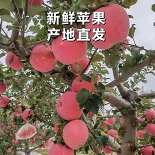 红富士壶口瀑布苹果礼盒苹果脆甜冰糖心精选大果新鲜应季顺丰