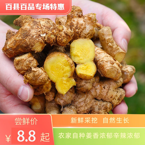 【小黄姜新姜】正宗新鲜现挖月子姜食用生态农家土姜生姜蔬菜包邮