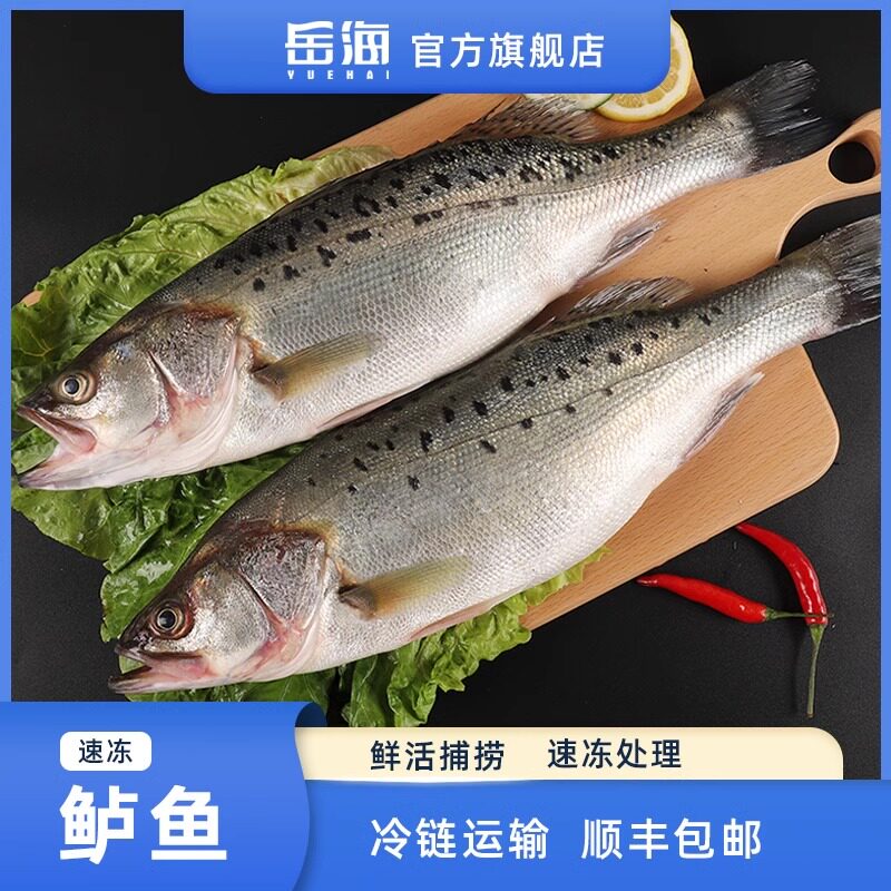 岳海海鲈鱼新鲜冷冻生鲜水产海鲜七星鲈鱼深海鱼商用450-550g*4条