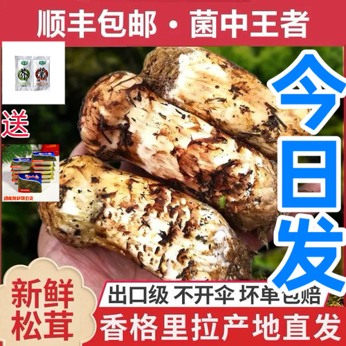 香格里拉新鲜松茸野生现货