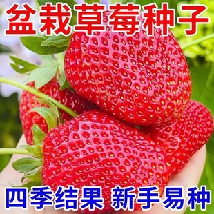 四季 奶油草莓種子食用香甜大果草莓新手易種陽臺(tái)盆栽水果蔬菜種籽