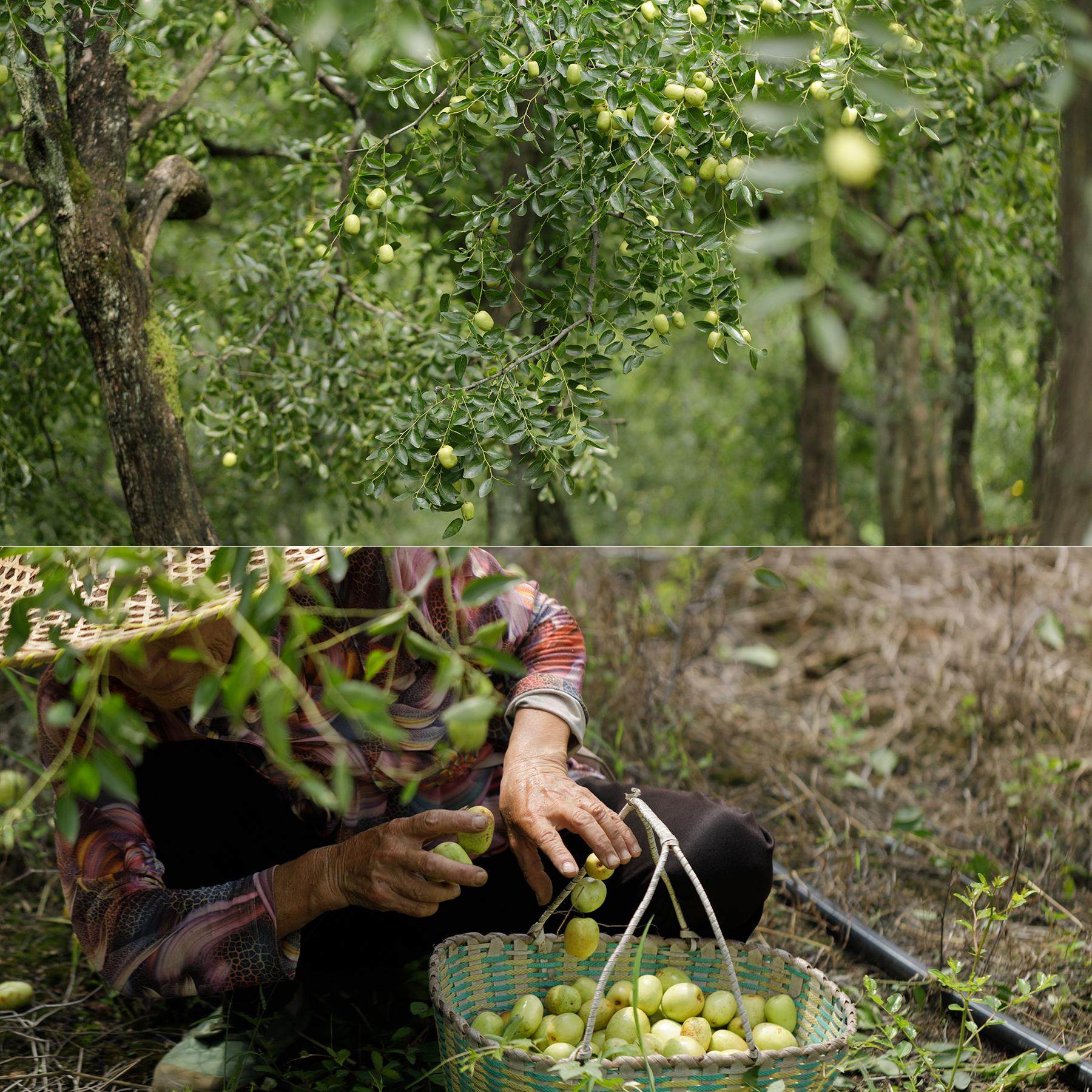 云记丨金丝南蜜枣300g 义乌本地 有核硬密枣干货 煲汤用 无添加剂