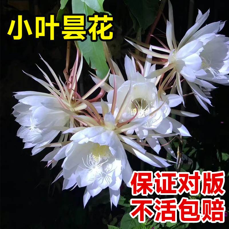 小叶昙花苗盆栽名贵花卉植物室内外阳台夜来香四季种易活耐晒耐寒