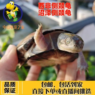 沼泽侧颈龟西非侧颈龟棱背东非深水长颈热带观赏公母苗网红微笑脸