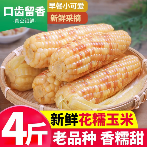 云南花糯玉米香糯香甜甜糯小包谷玉米粘糯玉米棒真空包装厂家直销