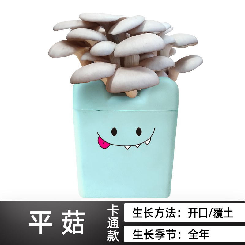 平菇卡通盒装h蘑菇种植包菌包阳台桶装菌菇种家庭养种食用菌种盆