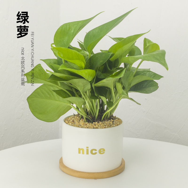 绿萝办公室桌面迷你盆栽室内植物土培好养宿舍小型绿植客厅吸甲醛