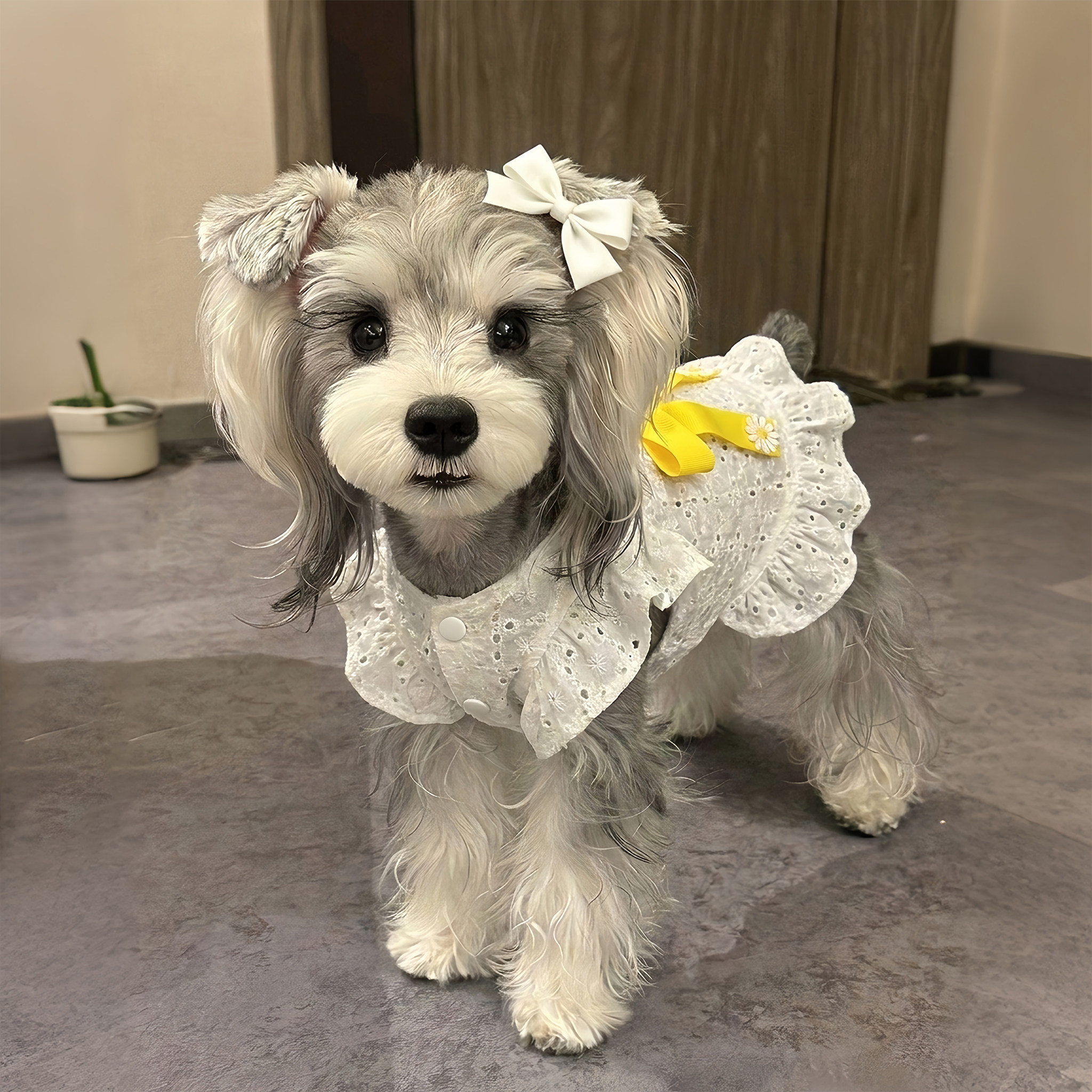 宠物狗狗衣服夏天防掉毛薄款猫咪背心裙小型犬比熊雪纳瑞2026新款