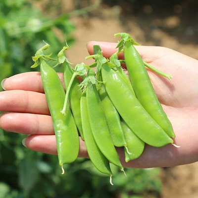 荷兰豆种籽孑种子四季蔬菜甜豌豆籽种蚕豆菜籽青菜大全高产菜种菜