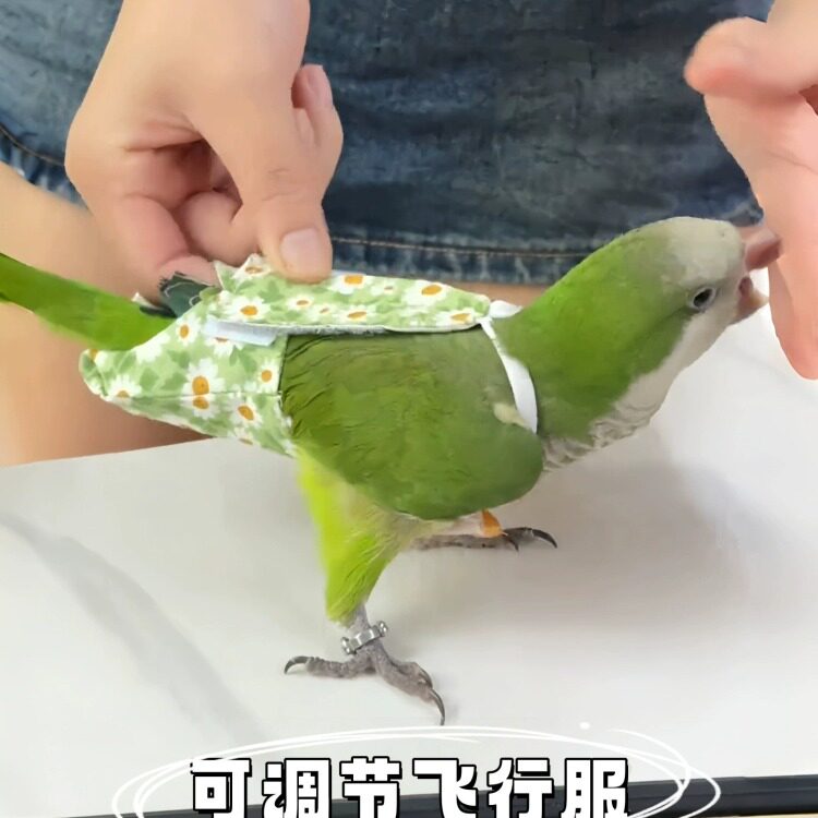 鹦鹉尿不湿牡丹玄凤小太阳可调节便兜小鸟专用新款可爱卡通纸尿裤