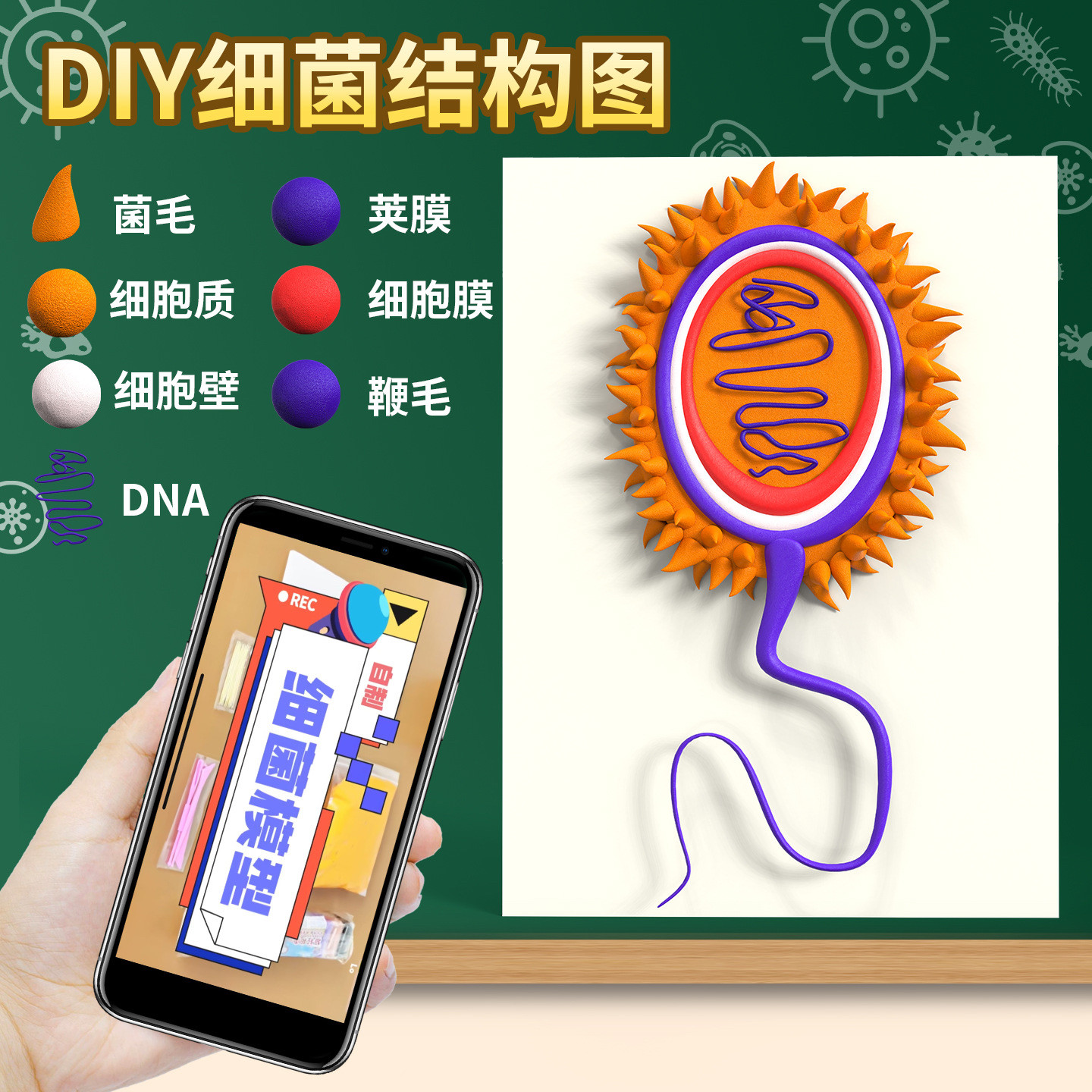 细胞膜型生物细菌结构模型自制diy手工制作小学科学细菌模型教具