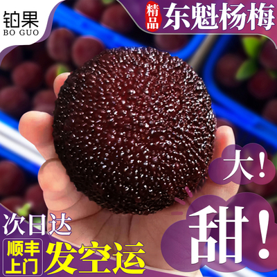 顺丰空运精品东魁杨梅鲜果新鲜当季水果现摘现发特大果颗粒装包邮