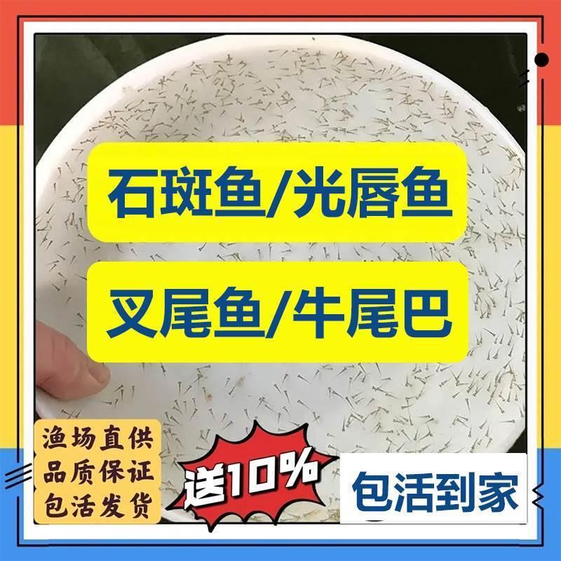 雅安雅鱼光唇鱼淡水石斑鱼苗牛尾巴鱼叉尾江团鱼苗鮰鱼苗龙胆水花