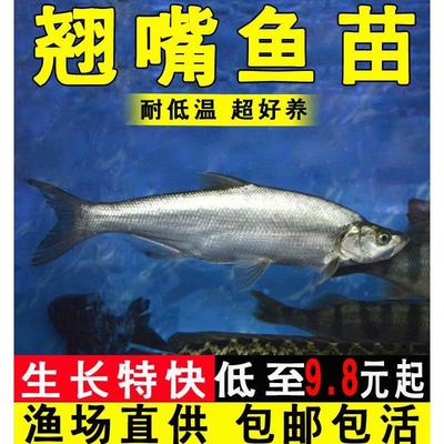 翘嘴鱼苗淡水养殖食用鲜活白刁子鲌白鱼大型凶猛路亚米级翘壳鱼苗