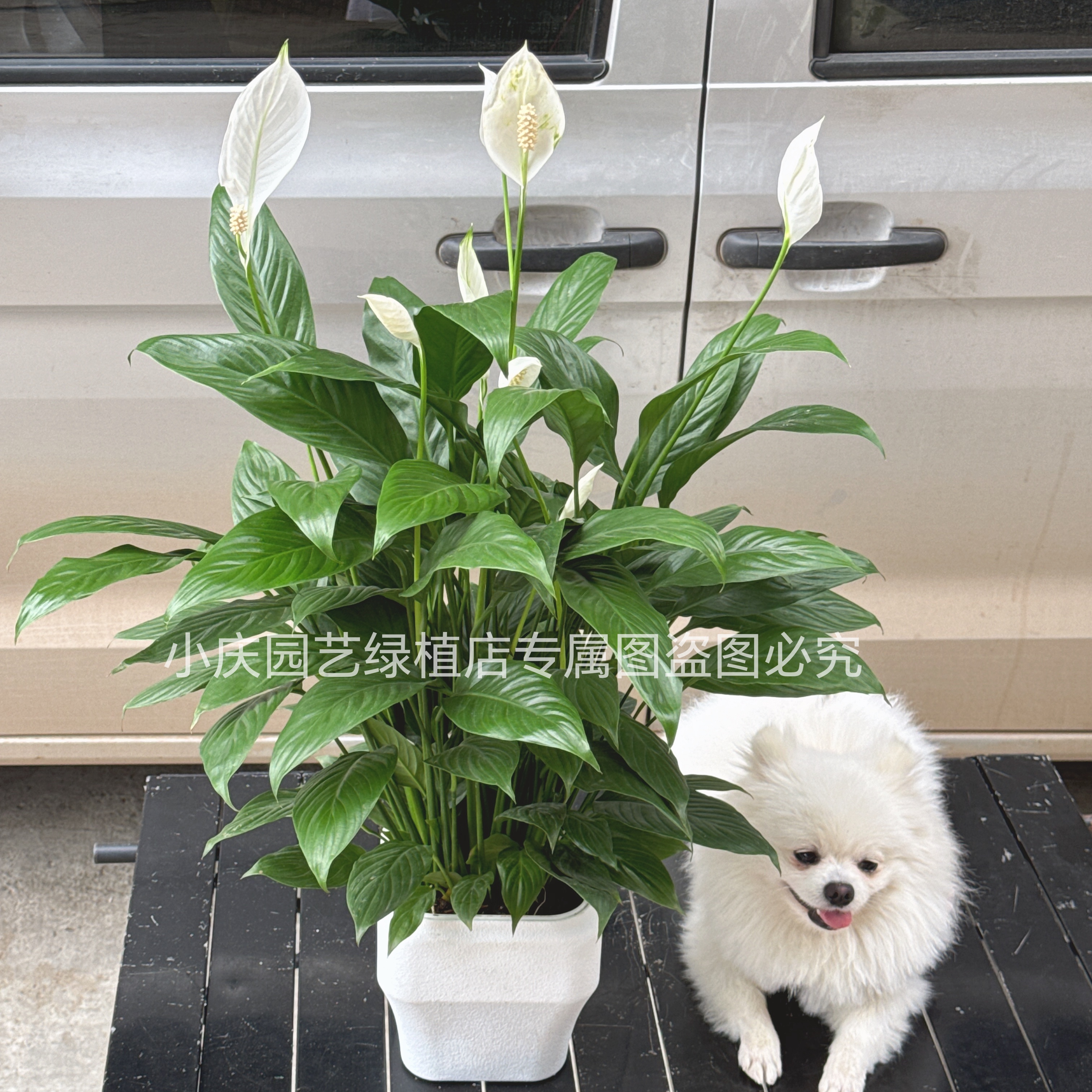 一帆风顺盆栽室内绿植花卉植物办公室桌面大白掌绿植盆栽四季开花