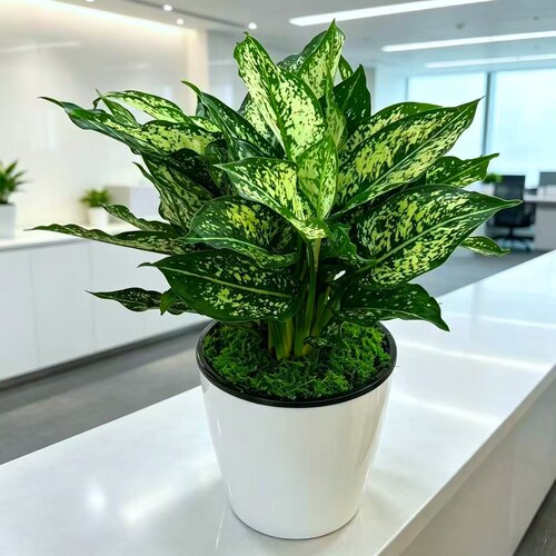 绿翡翠皇后万年青盆栽盆景净化空气室内客厅好养花卉居家绿植盆栽