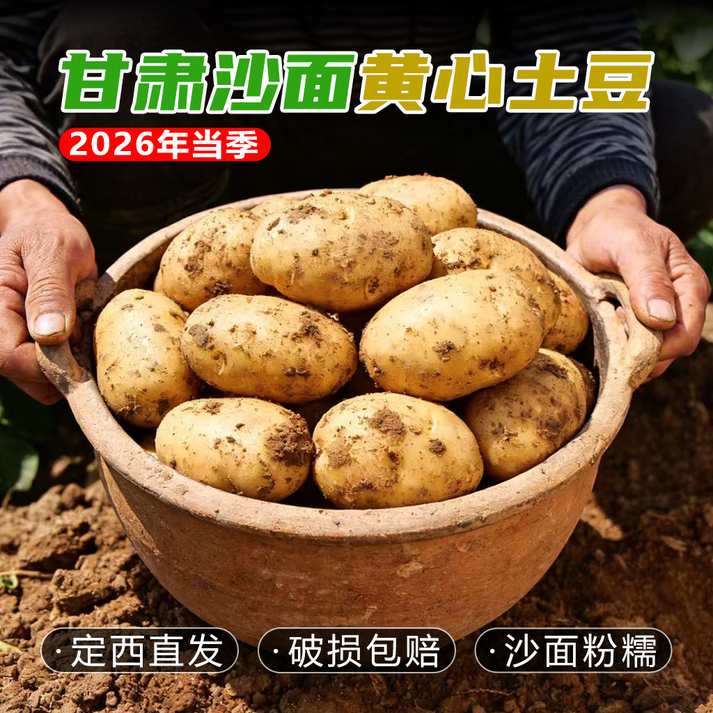 甘肃定西土豆黄皮黄心沙面农家种植新鲜现挖炒菜烧烤凉拌菜马铃薯