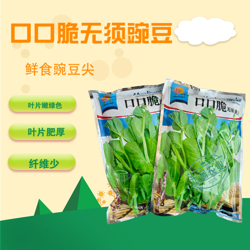 【正宗无须】口口脆无须豌豆种子华灵食用鲜嫩豌豆尖基地优选种籽