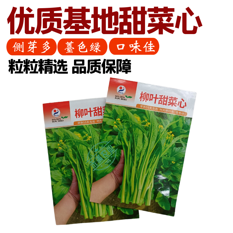 【多茬采收】金阳柳叶甜菜心种子侧芽多薹色绿优质基地早熟菜苔种