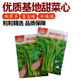 【多茬采收】金阳柳叶甜菜心种子侧芽多薹色绿优质基地早熟菜苔种