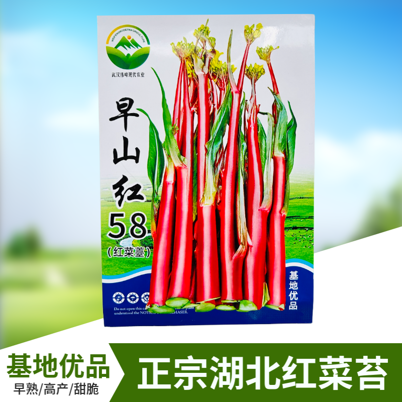 正宗武汉洪山菜苔种籽早熟秋冬菜籽菜种红菜苔种子湖北紫菜苔种籽