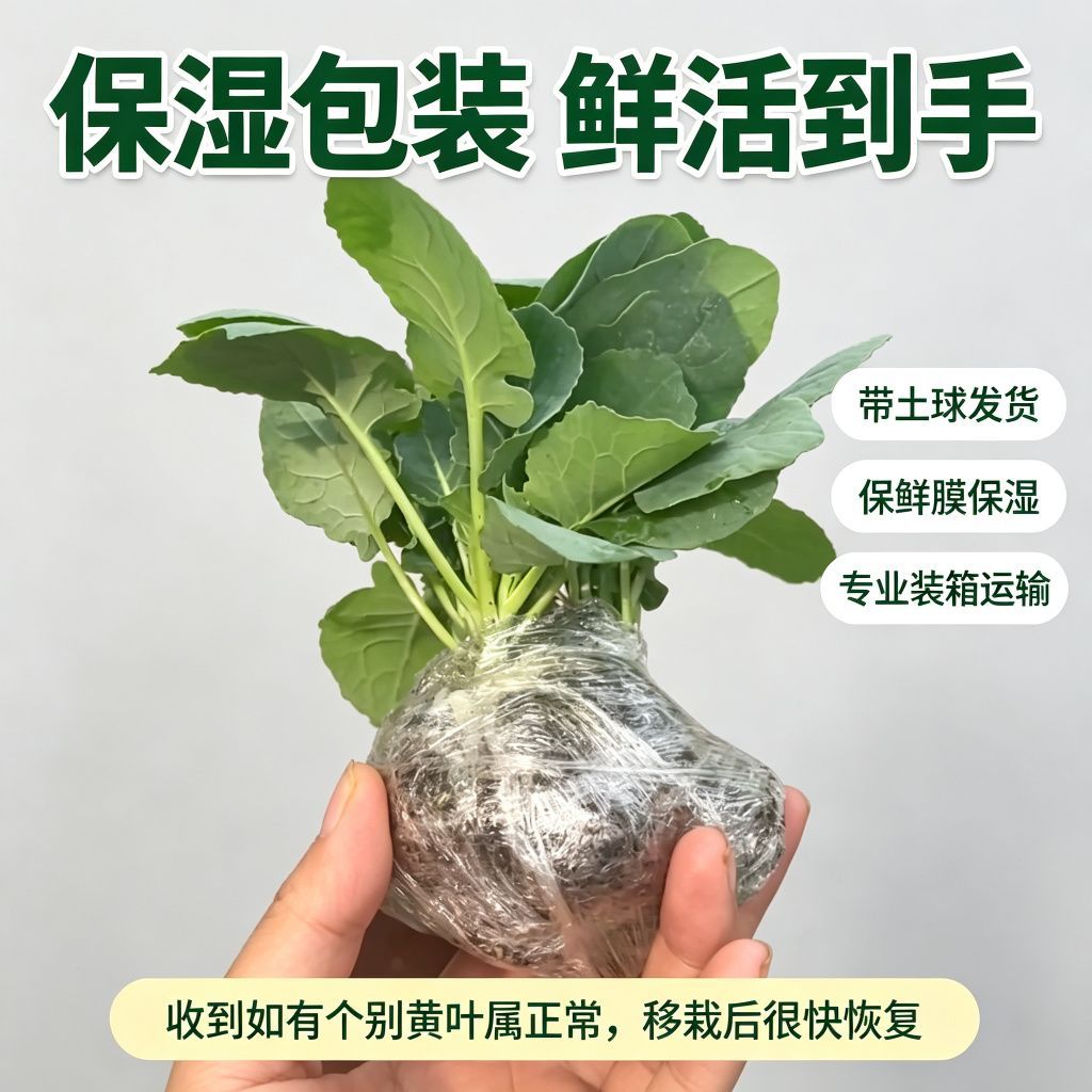 【顺丰包邮】原土发货西兰苔苗子正宗西兰苔秧苗耐寒蔬菜阳台小院