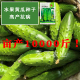高端水果黄瓜种子甜脆嫩美味黄瓜种子蔬菜种子春播黄瓜种籽节节瓜