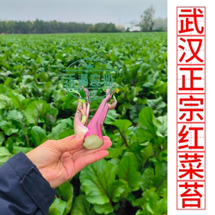正宗红菜薹武汉直发核心产区锁鲜发货新鲜时令蔬菜红菜苔现采现发