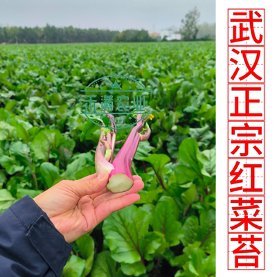正宗红菜薹武汉直发核心产区锁鲜发货新鲜时令蔬菜红菜苔现采现发
